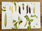 Postkarte Erbsen (Zwiebelblüher)
