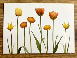 Postkarte Tulpen und Ranunkeln (Zwiebelbl.)