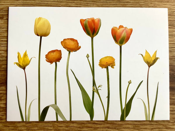 Postkarte Tulpen und Ranunkeln (Zwiebelbl.)