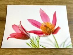 Postkarte Rote Küchen-Kuhschelle (art+nature)
