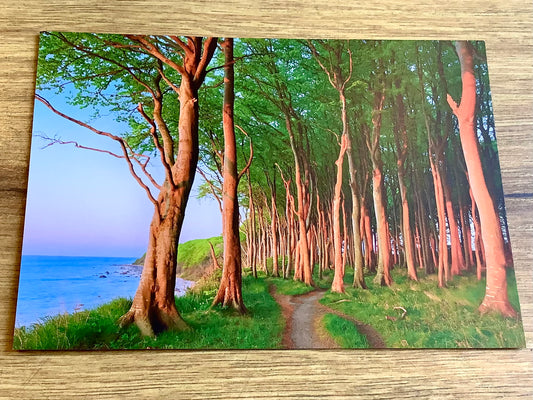 Postkarte Küstenwald (art+nature)
