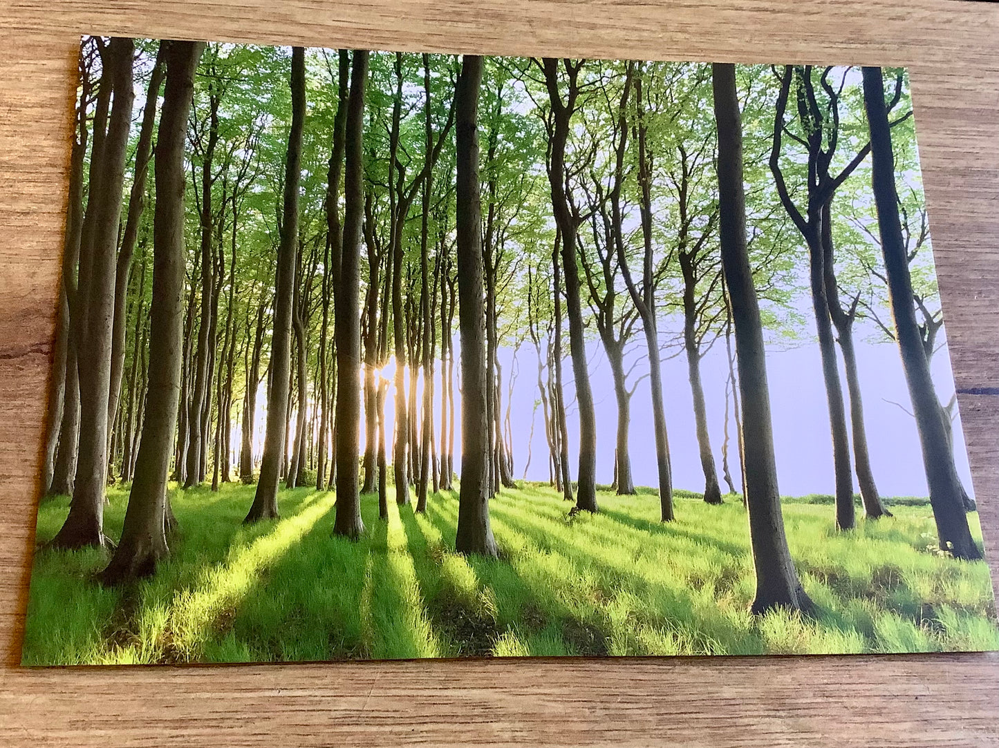 Postkarte Waldlichtung (art+nature)