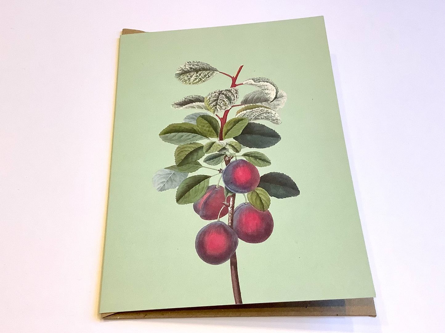 Briefkarte A6 „30x40“ Pflanzen+Tiere Recycling°