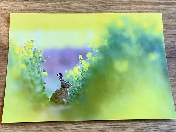 Postkarte Hase im Rapsfeld (art+nature)