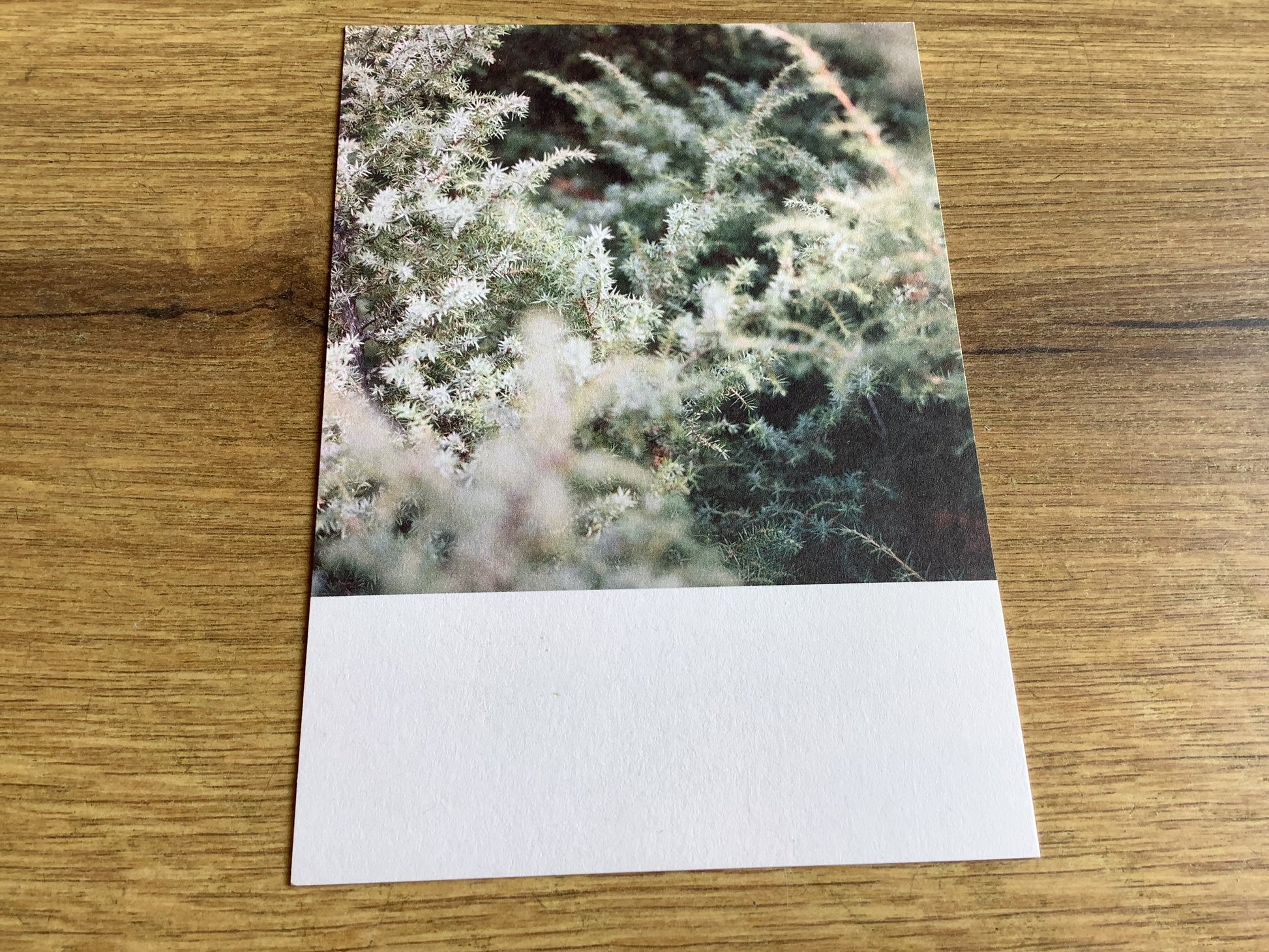 Postkarte Jennifer Deinzer Fotos A6° - Polly Paper - Umweltfreundliche Schreibwaren