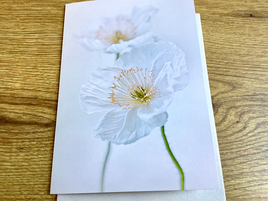 Trauerkarte Weißer Mohn art & nature