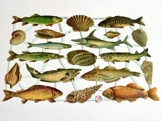 Nostalgische Glanzbilder (Oblaten), Fische und Muscheln