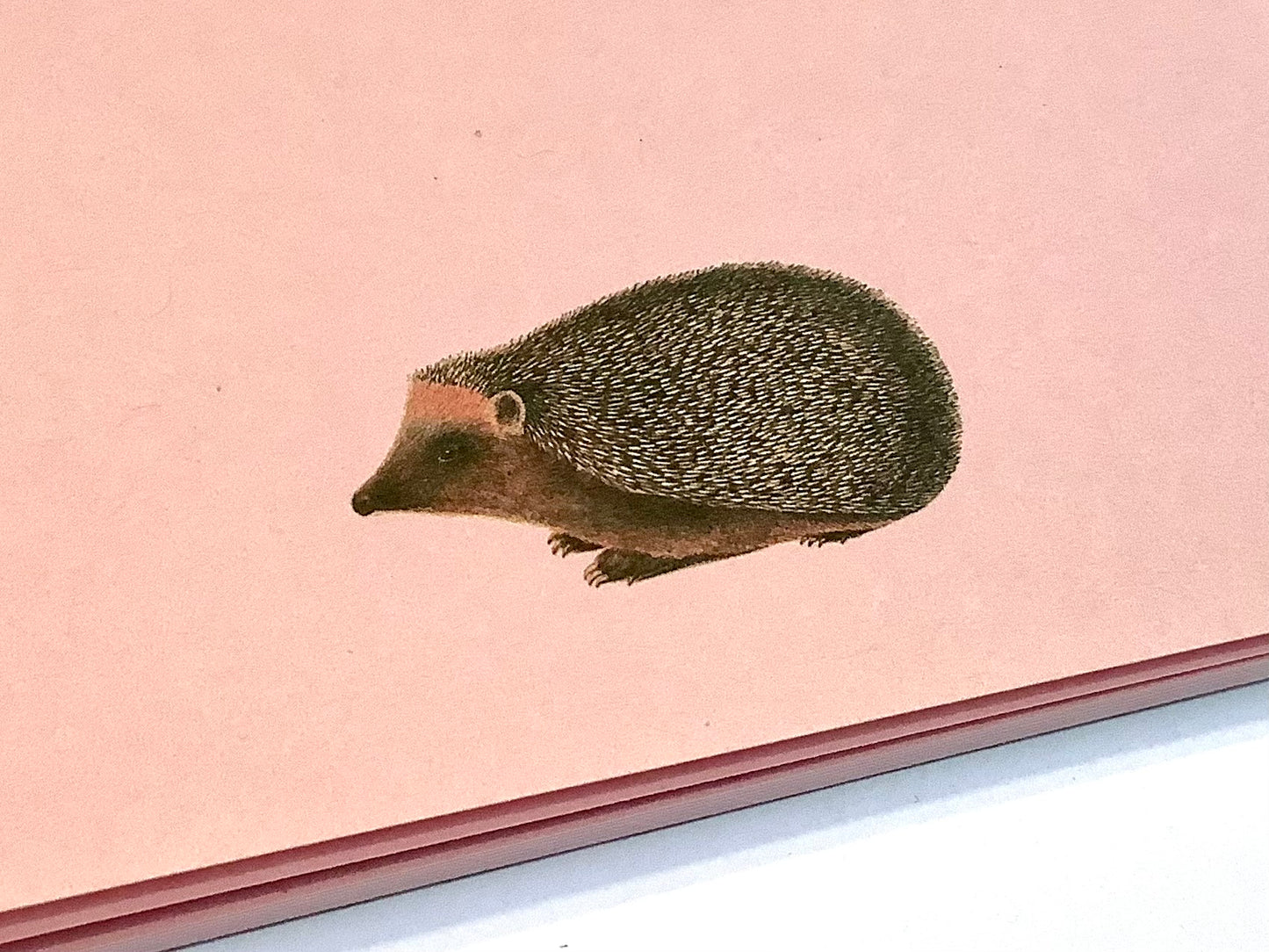 Notizblock Igel 10x10cm "30x40" RC