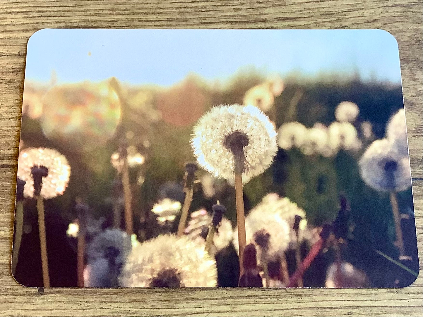 Postkarte Pusteblume