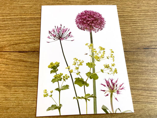 Postkarte Allium & Alchemilla („Zwiebelblüher“) A6