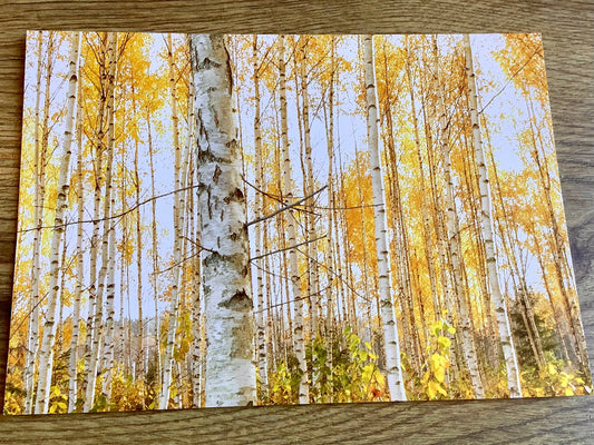 Postkarte Birkenhain (art+nature) B6