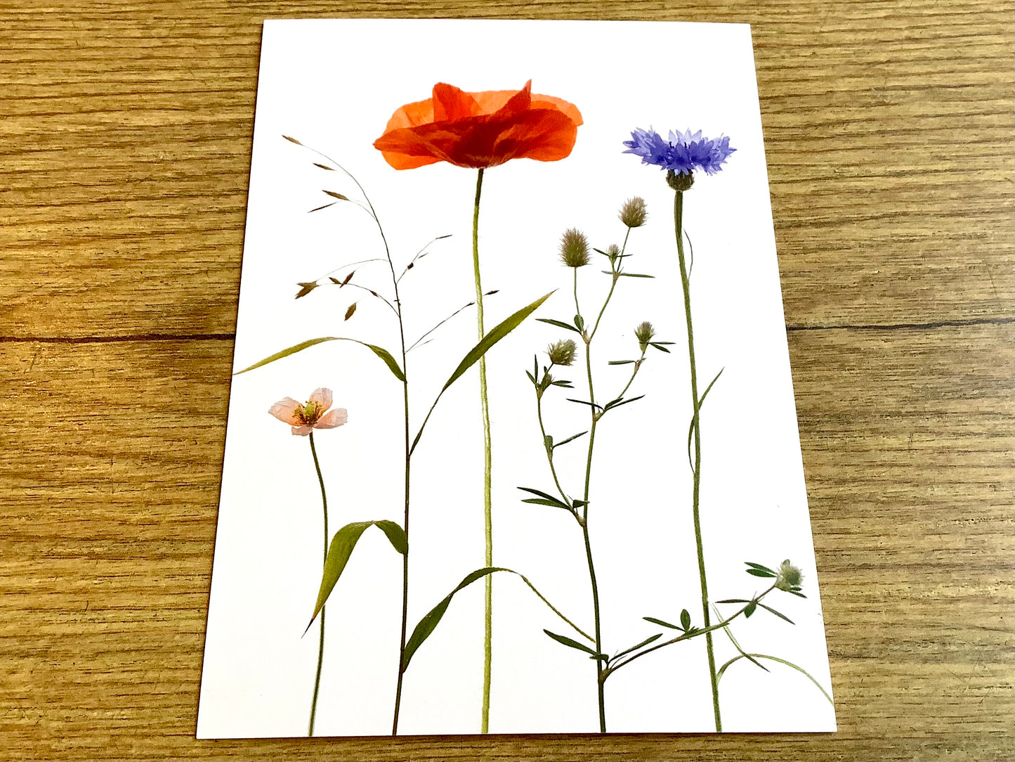 Postkarte Ackerkräuter Mohn A6 („Zwiebelblüher“)