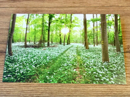 Postkarte Bärlauchwald (art+nature)