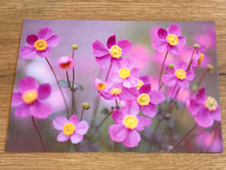 Postkarte Herbstanemonentraum (art+nature)