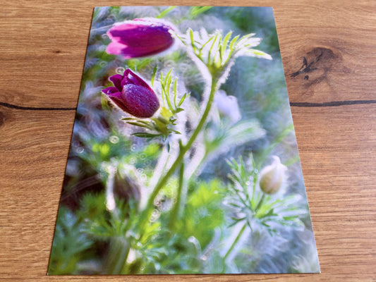 Postkarte "Nach dem Regen" (art+nature) B6