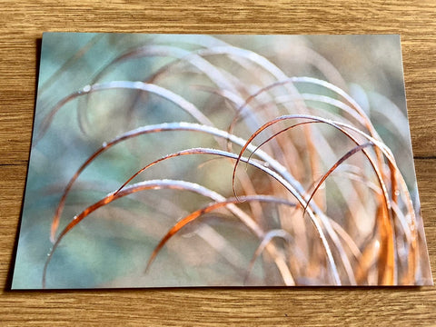 Postkarte Irisblätter art+nature