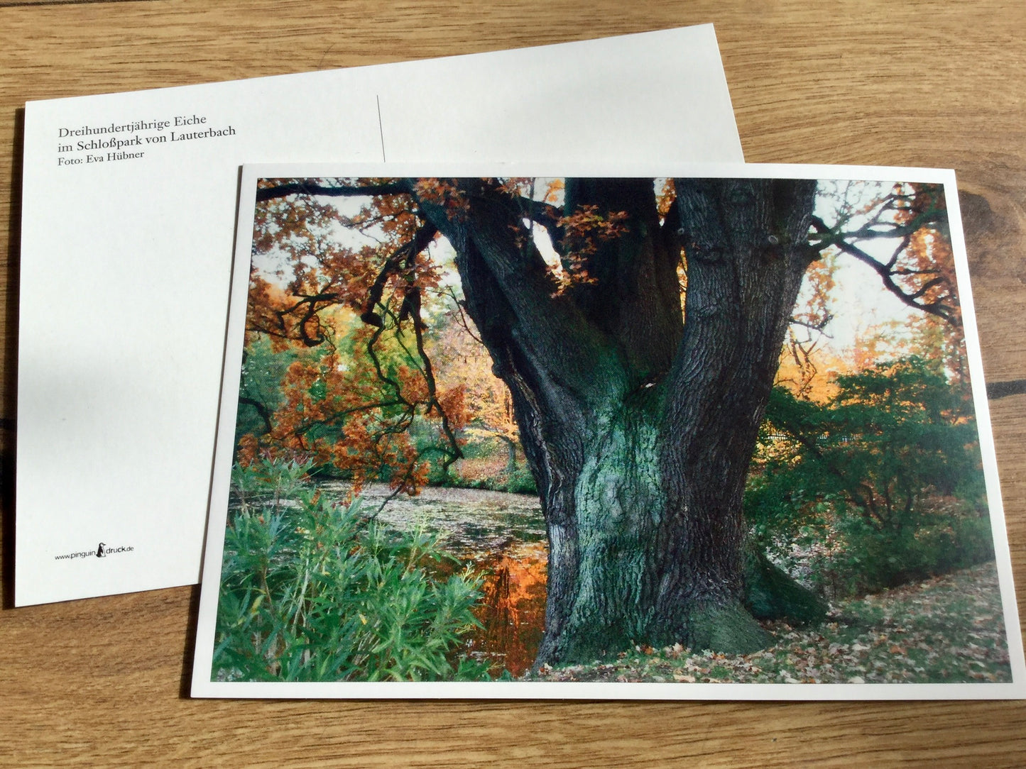 Postkarte Eiche Herbst Hübner