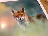 Wandkalender Wildtierfotografie A3