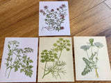 Postkarte Kräuter (Schnurverlag)