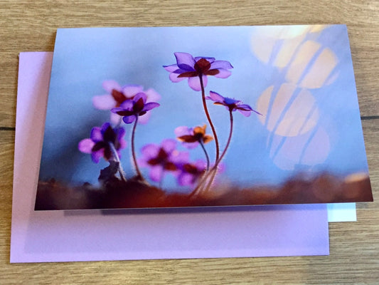 Briefkarte Leberblümchen (art+nature)