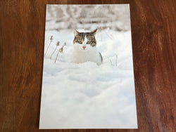 Postkarte Winterkatze art+nature
