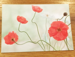 Postkarte Islandmohn pink (art+nature)