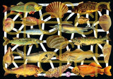 Glanzbilder Fische Meerestiere°