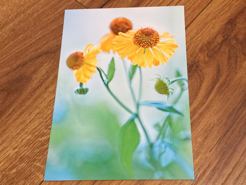 Postkarte art+nature Sonnenbraut - Polly Paper