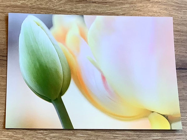 Postkarte Tulpenliebe II (art+nature)