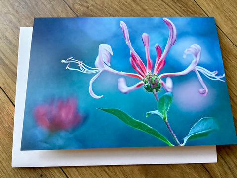 Briefkarte Geißblatt (art+nature)