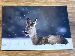 Postkarte Winterruhe Reh (art+nature)
