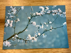 Postkarte art+nature Kirschblüten