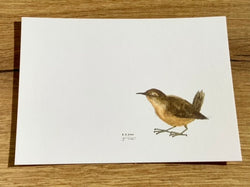 Postkarte Zaunkönig (JustinTime)