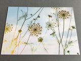 Postkarte Zarte Dolden (art+nature)