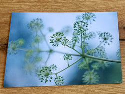 Postkarte „Into the light“ (art+nature)