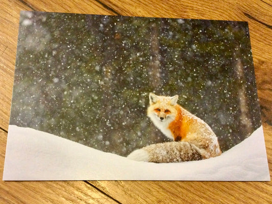 Postkarte Fuchs im Schnee (art+nature) B6