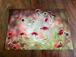 Postkarte Scabiose (art+nature)