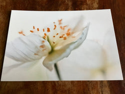 Postkarte art+nature Weißer Blütentraum