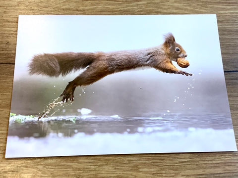 Postkarte Jump Eichhörnchen (art+nature)