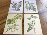Postkarte Kräuter (Schnurverlag)