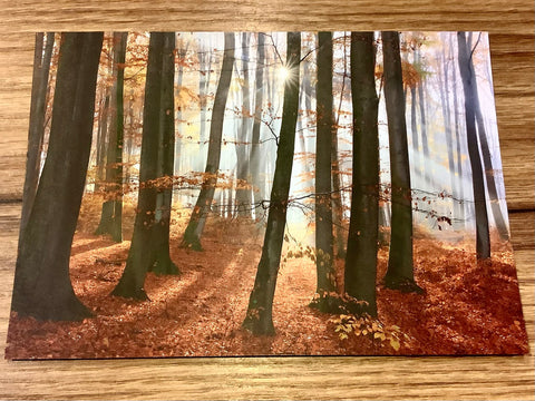 Postkarte Herbstwald Buchen (art+nature)