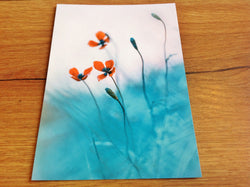 Postkarte Orange Blüten (art+nature)