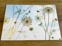 Postkarte Zarte Dolden (art+nature)