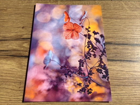 Postkarte Kletterhortensie (art+nature) B6