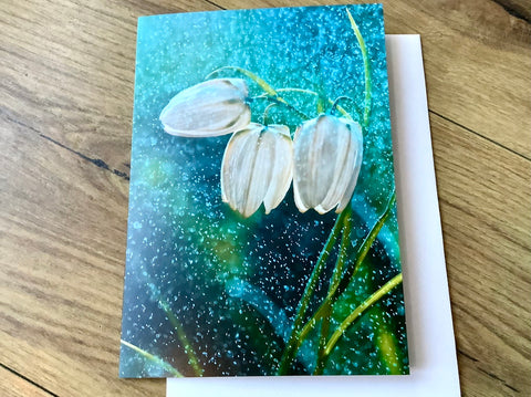 Briefkarte Schachbrettblumen (art+nature)