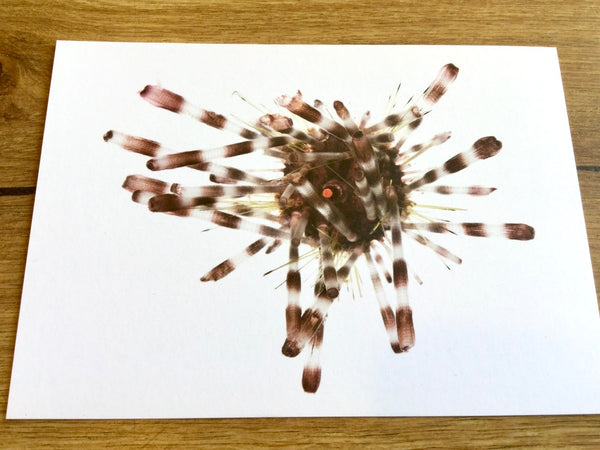 Postkarte Diadem-Seeigel GPM