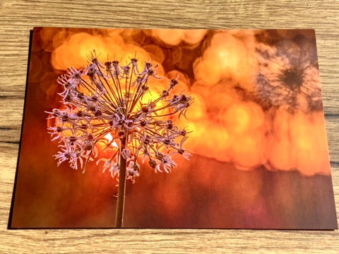 Postkarte Zierlauch Abendlicht (art+nature)