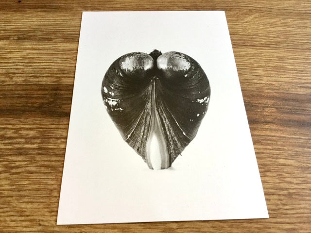 Postkarte Flussmuschel Greenpeace