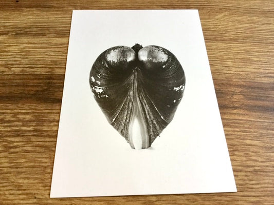 Postkarte Flussmuschel Greenpeace