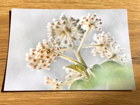 Postkarte Efeublüten gefroren (art+nature)